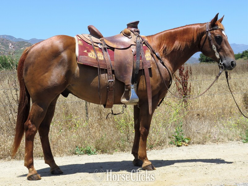 "DN LAST FLASH 1126" Sorrel Gelding Quarter Horse in California