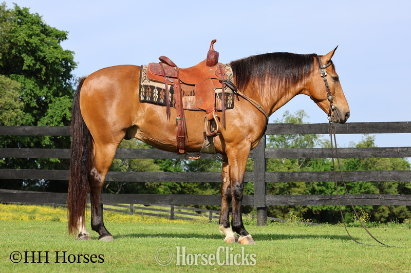 "ROWDYS KATMANDU" Buckskin Gelding in Kentucky