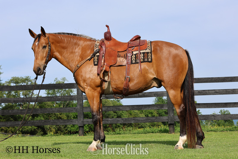"ROWDYS KATMANDU" Buckskin Gelding