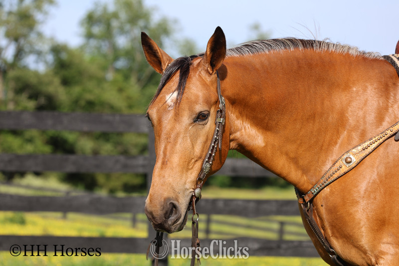 Kentucky "ROWDYS KATMANDU" Buckskin Gelding