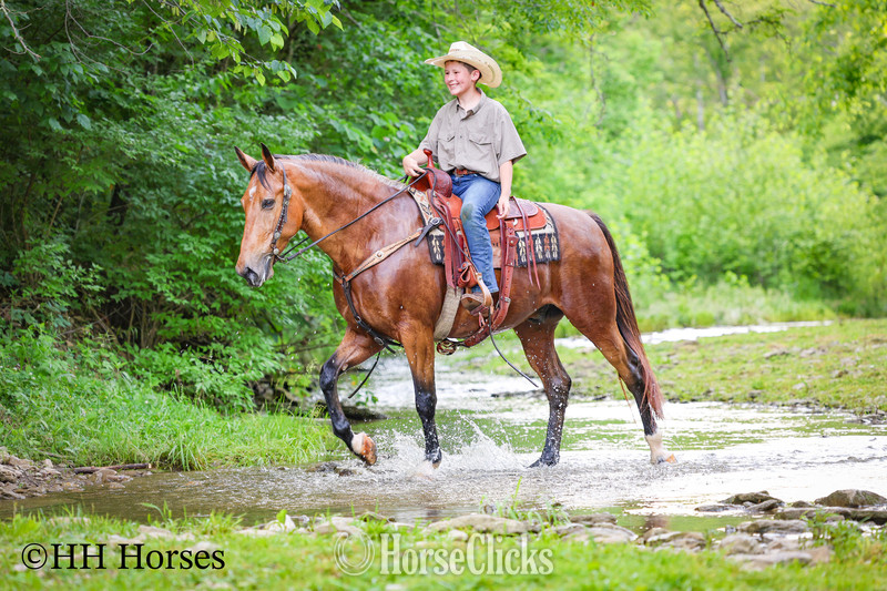 "ROWDYS KATMANDU" Buckskin Gelding -  in Kentucky