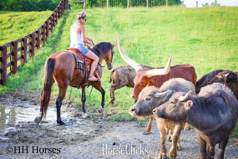 "ROWDYS KATMANDU" Buckskin Gelding - 