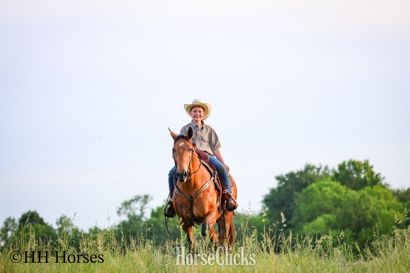 "ROWDYS KATMANDU" Buckskin Gelding Kentucky