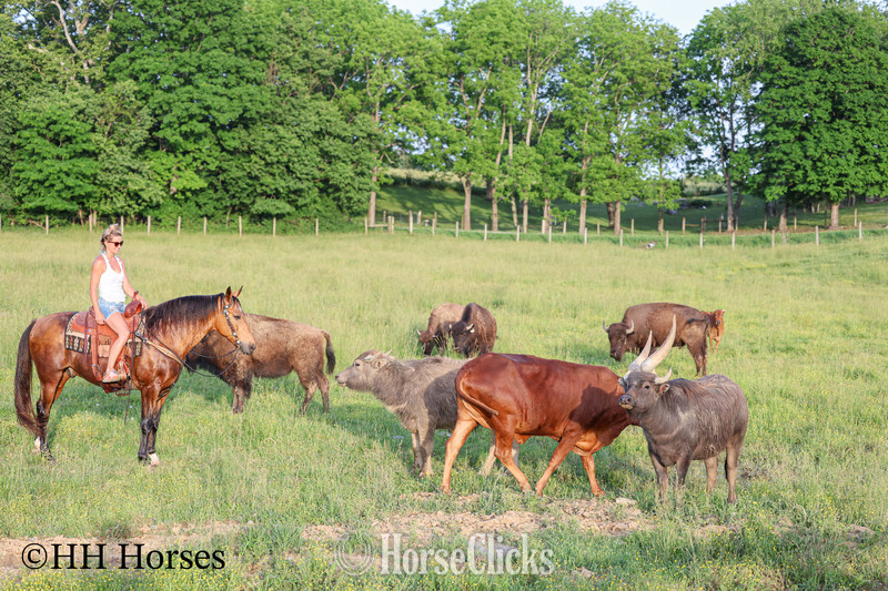  - "ROWDYS KATMANDU" Buckskin Gelding in Kentucky