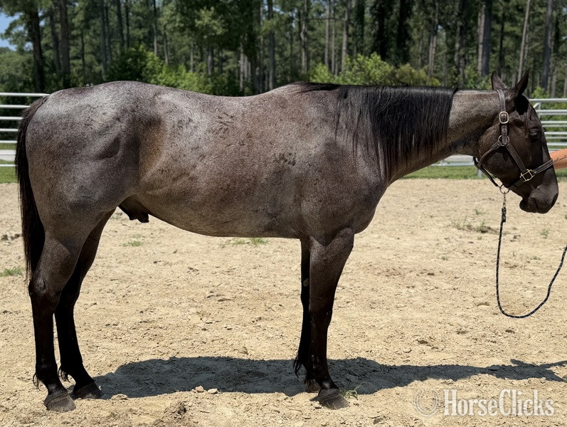 "Benji" Blue Roan Gelding Quarter Horse in North Carolina