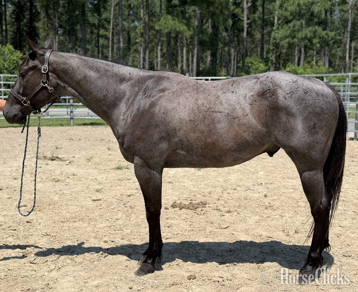 "Benji" Blue Roan Gelding Quarter Horse