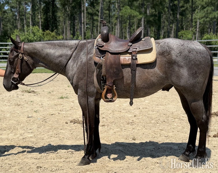 North Carolina "Benji" Blue Roan Gelding Quarter Horse