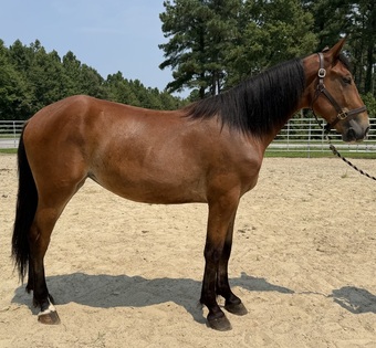 "Bay" Bay Mare Draft
