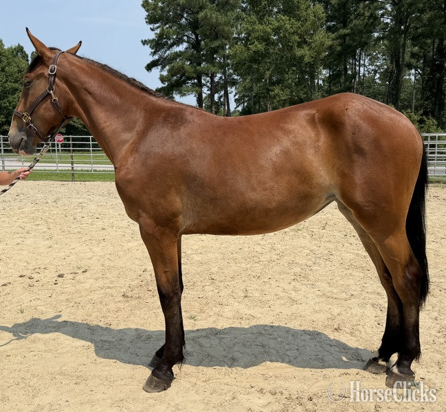 "Bay" Bay Mare Draft