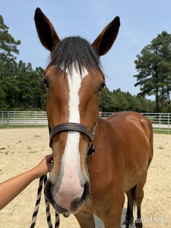 North Carolina "Bay" Bay Mare Draft
