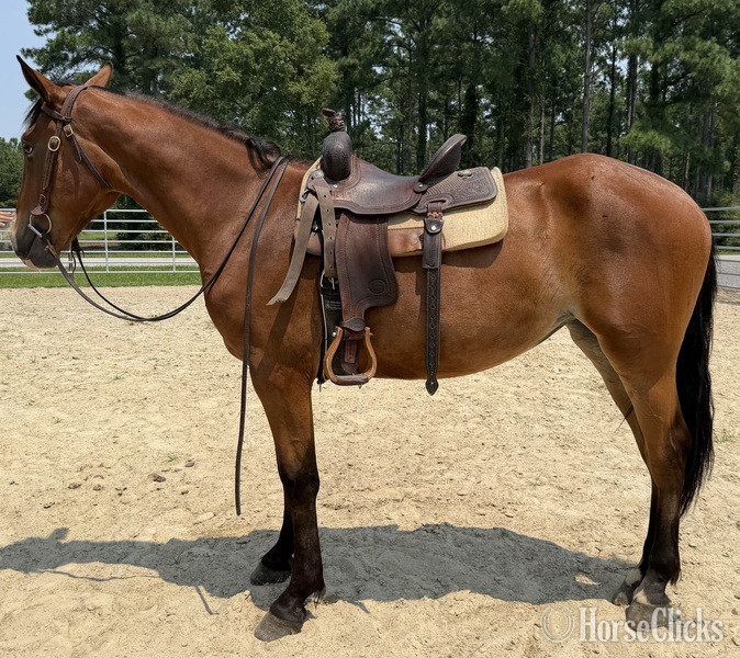 "Bay" Bay Mare Draft - Draft in North Carolina