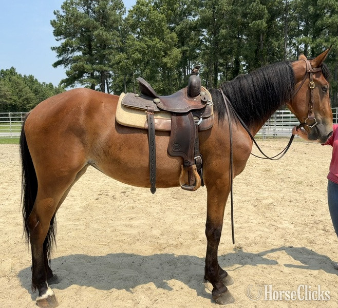 "Bay" Bay Mare Draft - Draft