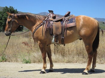 "ROOSTER RED HAWK" Dun Gelding Quarter Horse