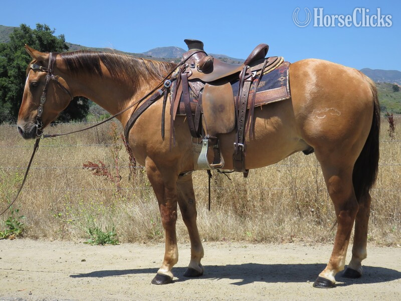 "ROOSTER RED HAWK" Dun Gelding Quarter Horse in California