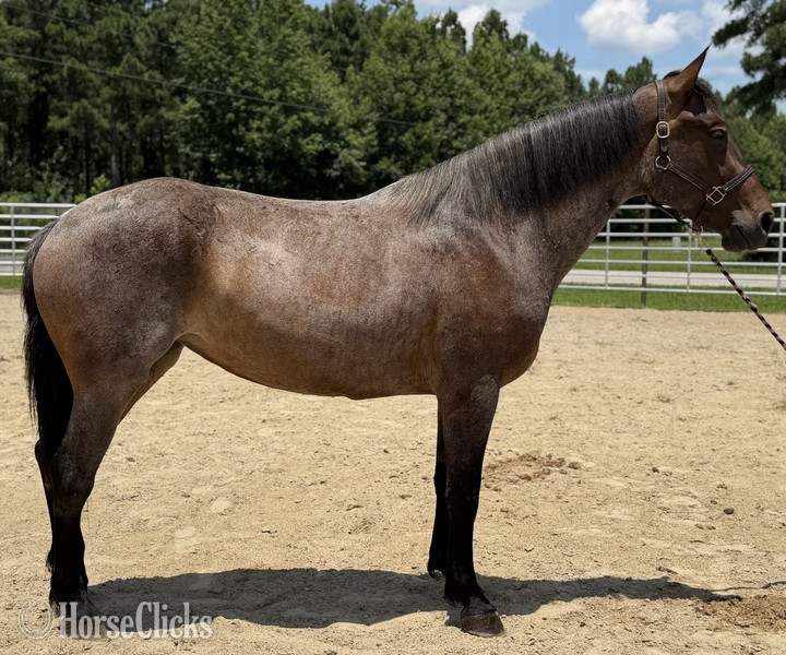 "Roan" Bay Roan Mare Quarter Horse in North Carolina
