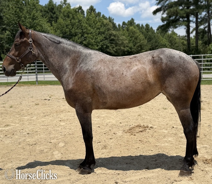 "Roan" Bay Roan Mare Quarter Horse