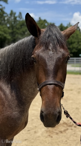 North Carolina "Roan" Bay Roan Mare Quarter Horse