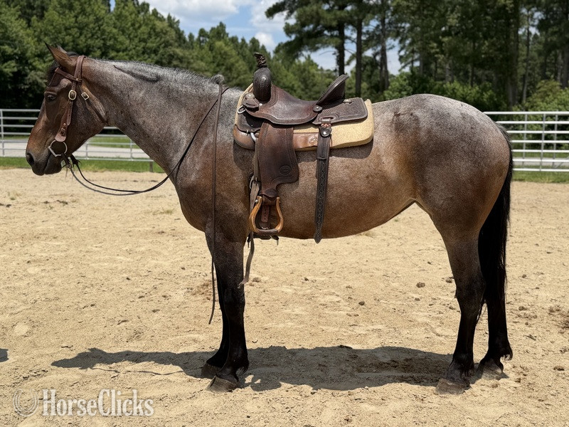 "Roan" Bay Roan Mare Quarter Horse - Quarter Horse in North Carolina