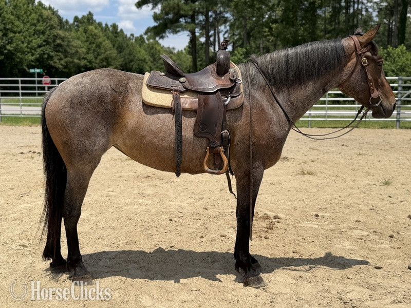 "Roan" Bay Roan Mare Quarter Horse - Quarter Horse