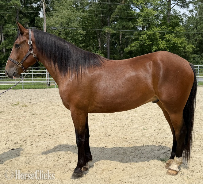 "Bay" Bay Gelding Draft in North Carolina