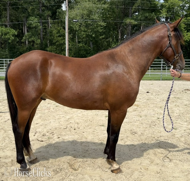 "Bay" Bay Gelding Draft