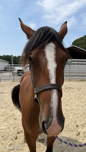 North Carolina "Bay" Bay Gelding Draft