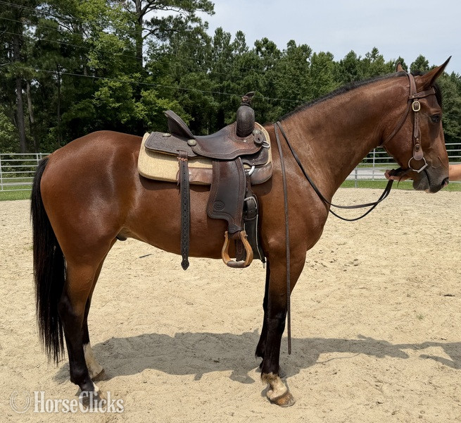 "Bay" Bay Gelding Draft - Draft in North Carolina