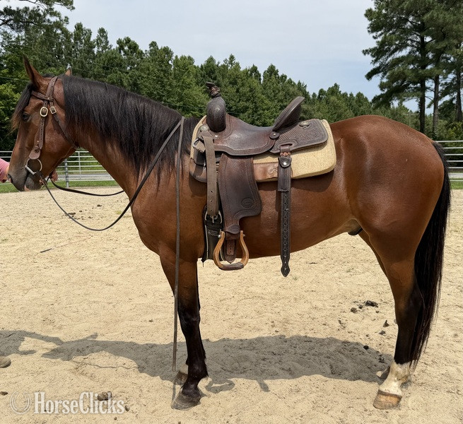 "Bay" Bay Gelding Draft - Draft
