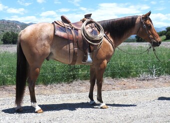 "CHK DUN D" Red Roan Gelding Quarter Horse