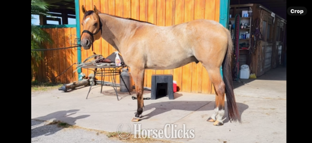 "CHK DUN D" Red Roan Gelding Quarter Horse