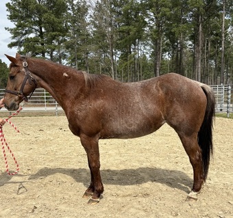 "Roan" Red Roan Mare Quarter Horse