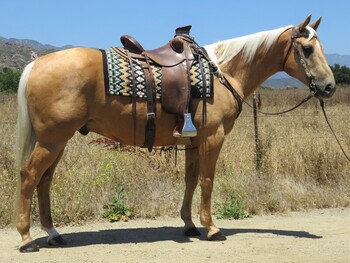 "ROY" Palomino Gelding Quarter Horse