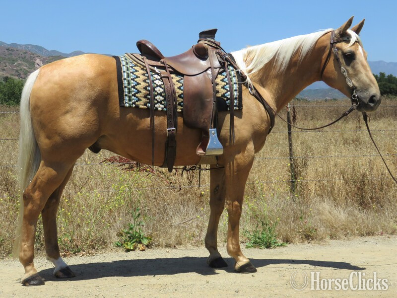 "ROY" Palomino Gelding Quarter Horse in California