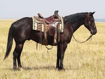 "CEE HEART REV CHEX" Black Gelding Quarter Horse