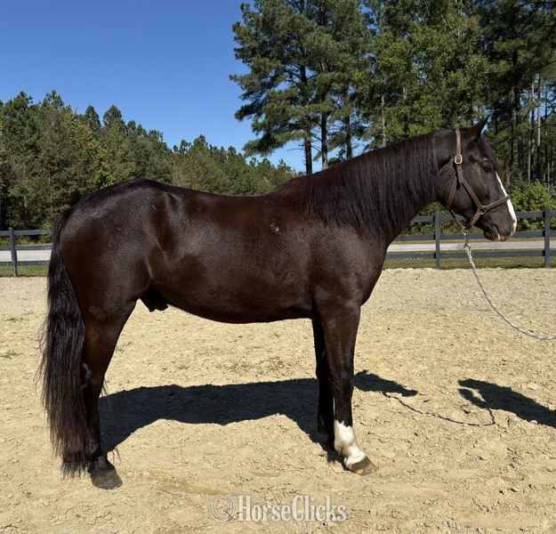 "Rex " Bay Gelding Draft in North Carolina