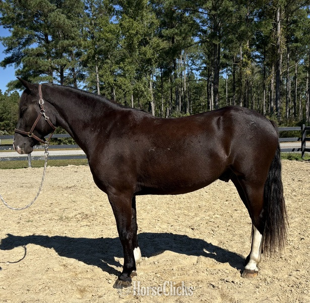 "Rex " Bay Gelding Draft
