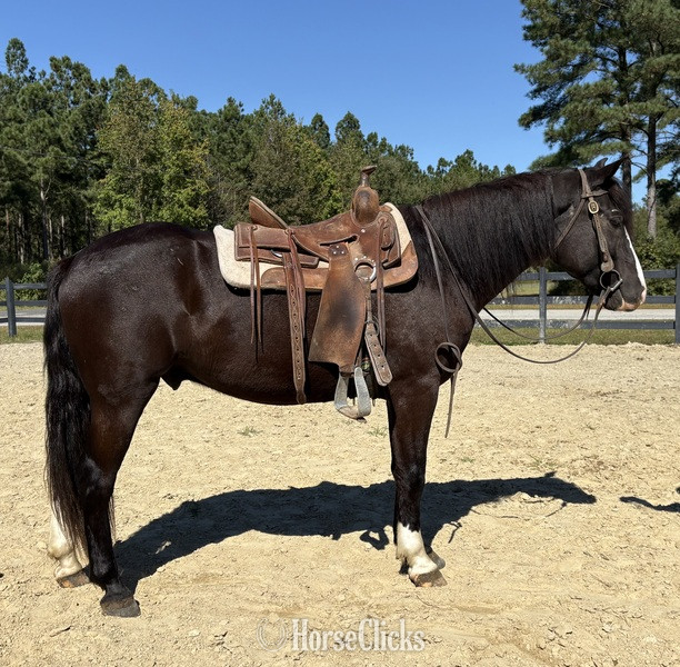 North Carolina "Rex " Bay Gelding Draft