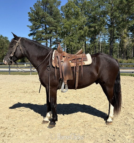"Rex " Bay Gelding Draft - Draft in North Carolina