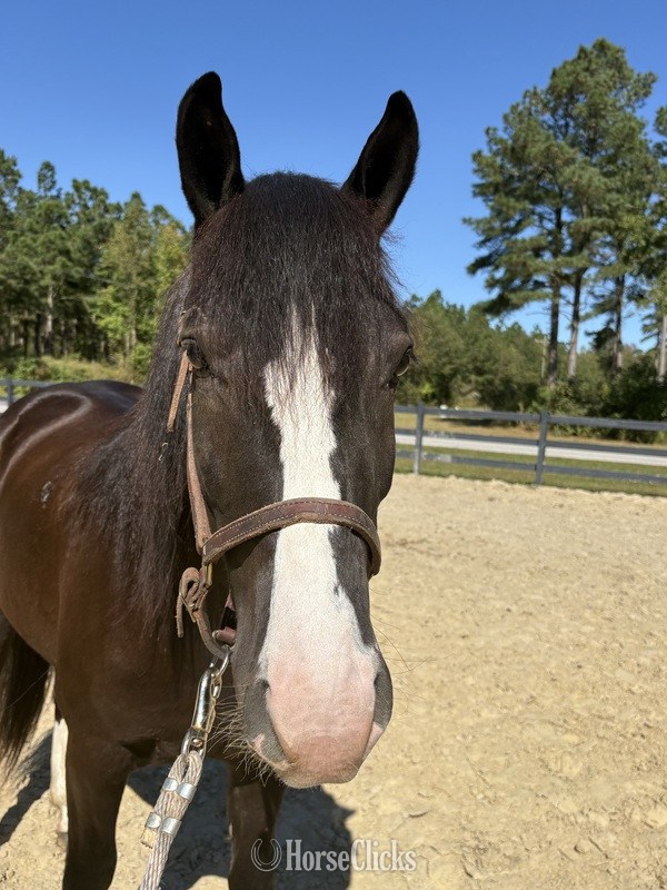 "Rex " Bay Gelding Draft - Draft