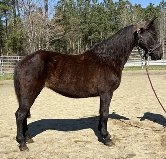 "Morgan" Black Mare Morgan