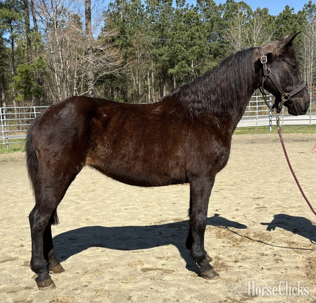 "Morgan" Black Mare Morgan in North Carolina
