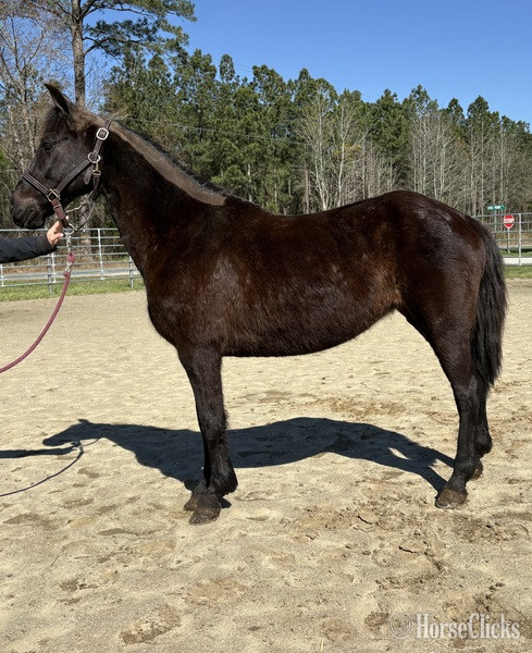 "Morgan" Black Mare Morgan