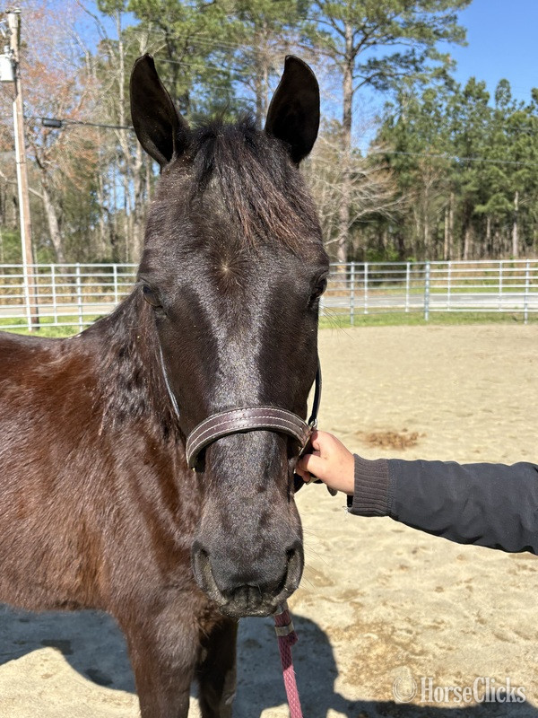 North Carolina "Morgan" Black Mare Morgan