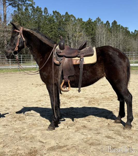 "Morgan" Black Mare Morgan - Morgan in North Carolina