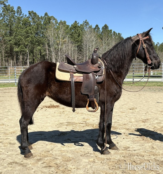 "Morgan" Black Mare Morgan - Morgan