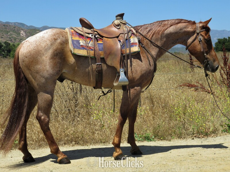"SLIDER" Red Roan Gelding Quarter Horse in California