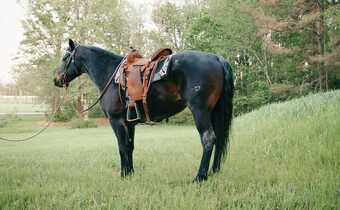 "Jasper" Bay Roan Gelding Quarter Horse