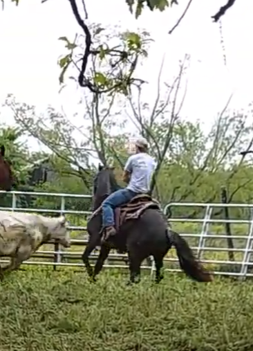 "Jasper" Bay Roan Gelding Quarter Horse - Quarter Horse