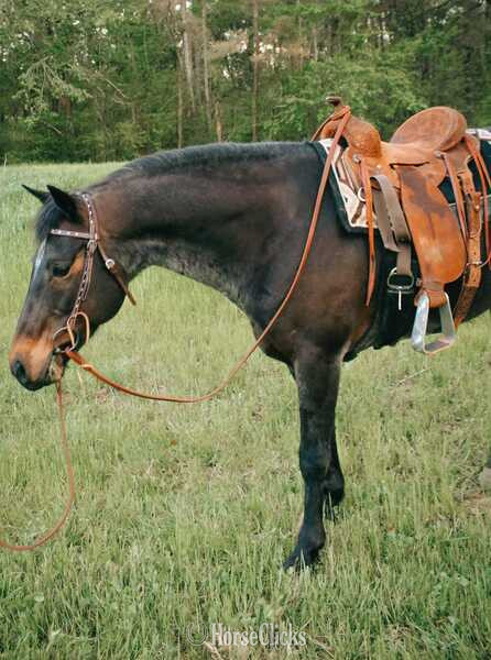 "Jasper" Bay Roan Gelding Quarter Horse Tennessee