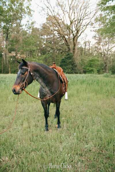 Quarter Horse - "Jasper" Bay Roan Gelding Quarter Horse in Tennessee
